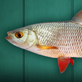 CONCOURS DE PECHE  - ETANG DE FLEURY